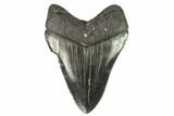 Serrated, Fossil Megalodon Tooth #125335-1